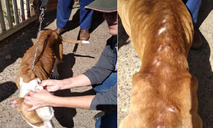 Cachorra da raça Pitbull em estado de desnutrição é resgatada pela Polícia Civil