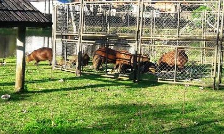 Brete para captura de capivaras é instalado no Horto