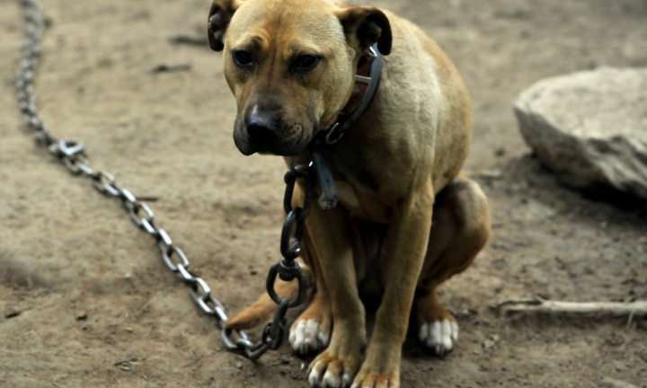 Câmara aprova projeto que proíbe tutores de acorrentar animais domésticos