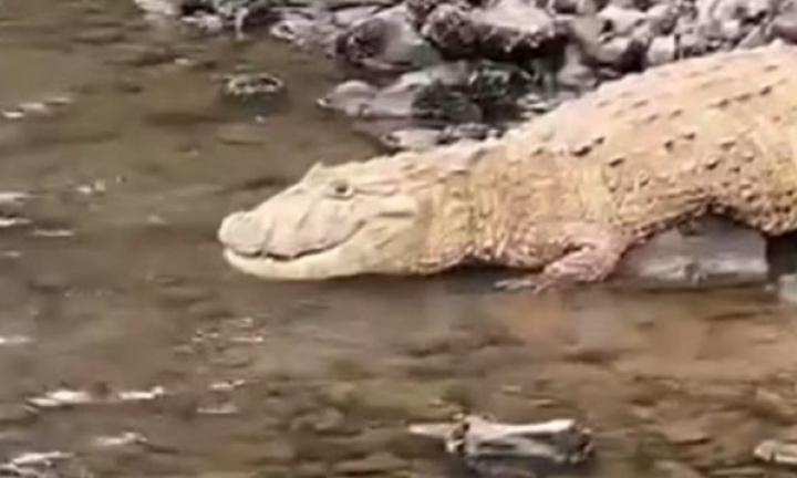 Jacaré do papo amarelo flagrado na represa já teria sido visto anteriormente