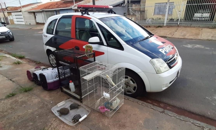 Polícia Civil resgata 17 animais e prende responsável por maus-tratos