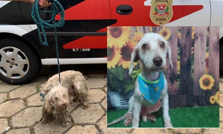 Denúncia leva Polícia Civil a resgatar cão e prender responsável por abandono