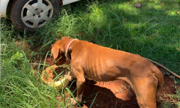 Maus-Tratos a Animais: Polícia Civil resgata cão na região da represa de Avaré