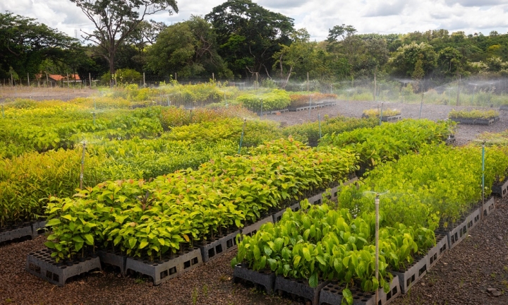 Bacia do Paranapanema já recebeu mais de 3,6 milhões de mudas florestais nativas