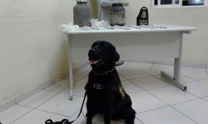 Cão Xandy da PM localiza droga enterrada e auxilia na prisão de traficante