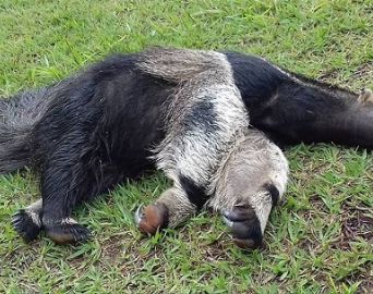 Animais estão morrendo atropelados na SP 245