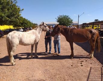 Secretaria da Agricultura atendeu mais de 200 ocorrências envolvendo animais