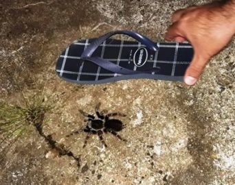 Moradora do Avaré I reclama de invasão de aranhas