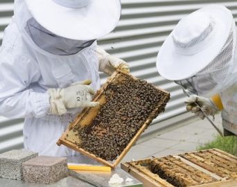 Apicultores fundam associação de produtores de Avaré e região