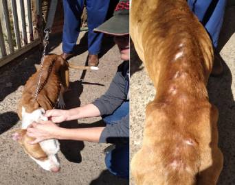 Cachorra da raça Pitbull em estado de desnutrição é resgatada pela Polícia Civil