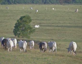 Cinco casos de raiva animal são confirmados em Avaré