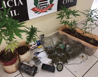 Polícia Civil prende homem que cultivava maconha no quintal de casa