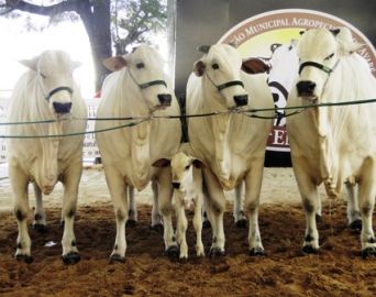 Emapa pretende resgatar eventos voltados ao agronegócio