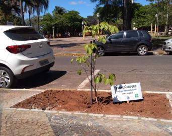 Lei estabelece parâmetros para plantio de árvores em calçadas