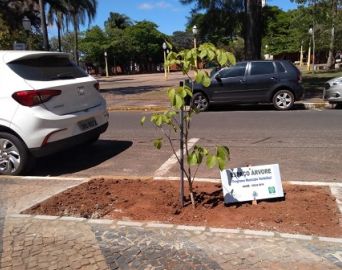 Secretaria disponibiliza cartilha online sobre arborização urbana