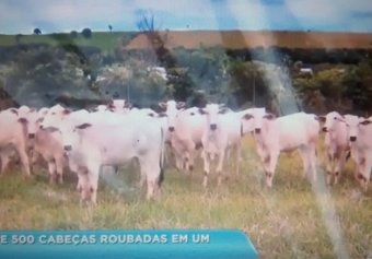 Foto de uma boiada que foi levada inteira de um criador em Avaré