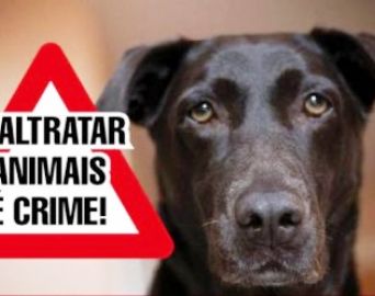 Prefeitura passa a atender denúncias de maus tratos a animais