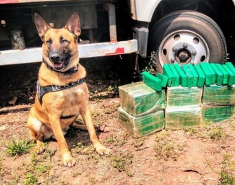 Caminhão guincho que iria a leilão tinha 98 tijolos de maconha escondidos