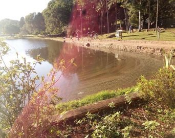 Cidadã denuncia possível derramamento de óleo no lago do Horto