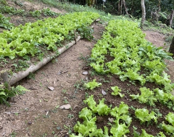 Venda direta de produto orgânico em Avaré exige atualização cadastral