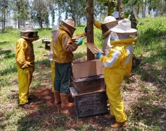 Associação ministra curso de produção de abelhas rainhas