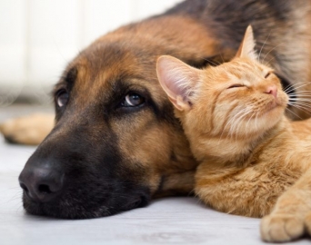 Projeto de Lei regulamenta comércio e garante bem-estar de cães e gatos