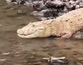 Jacaré do papo amarelo flagrado na represa já teria sido visto anteriormente