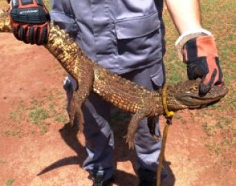 Filhote de jacaré é resgatado por Bombeiros em hotel fazenda