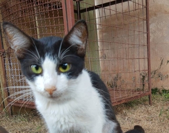 Grupo Meu Gato Favorito promove strogonoff beneficente