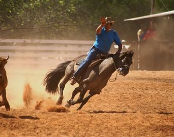 Câmara aprova projeto que regulamenta provas com animais