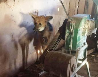 Bombeiros e PM capturam lobo-guará em sítio próximo a Itaí