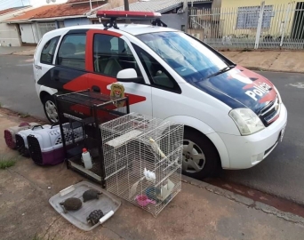 Polícia Civil resgata 17 animais e prende responsável por maus-tratos