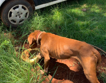 Maus-Tratos a Animais: Polícia Civil resgata cão na região da represa de Avaré