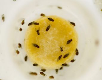 Moradores sofrem com invasão do mosquitinho do calor