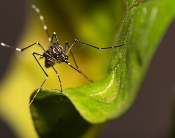 Governo de SP promove semana de mobilização contra a dengue