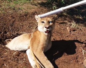 Onça parda é capturada em propriedade rural de Avaré