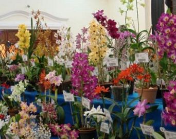 APAE realiza 1ª Feira de Orquídeas, Plantas Ornamentais e Frutíferas