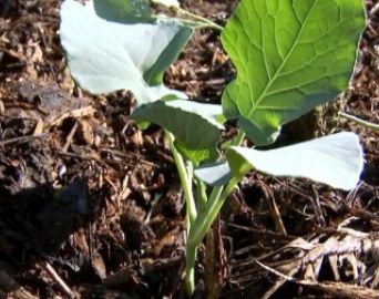 Plantio com uso de palha atrai agricultores em Avaré