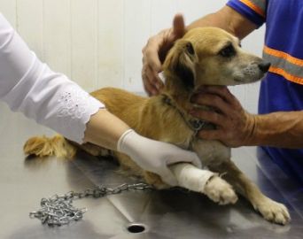 Atendimento veterinário gratuito está de volta