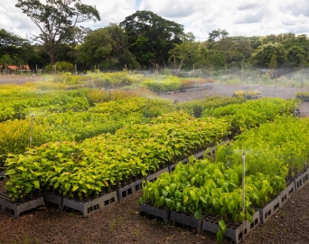 Bacia do Paranapanema já recebeu mais de 3,6 milhões de mudas florestais nativas