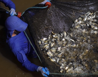 CTG Brasil solta 700 mil peixes no Rio Paranapanema